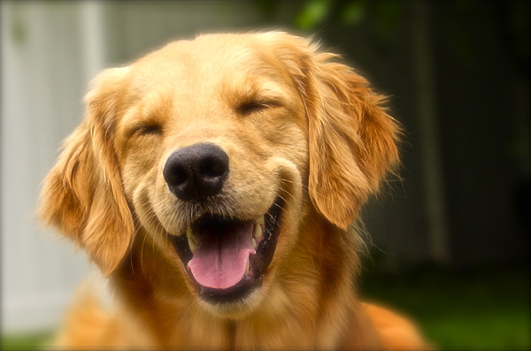 grinning_happy_dog